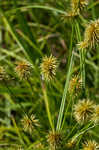 Manyflower flatsedge